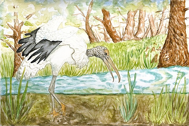 Hunting Wood stork