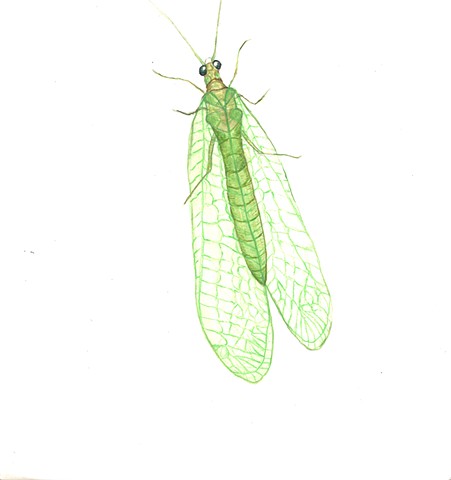 Adult Lacewing