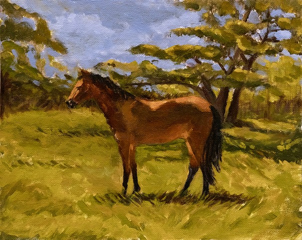 Horse Study