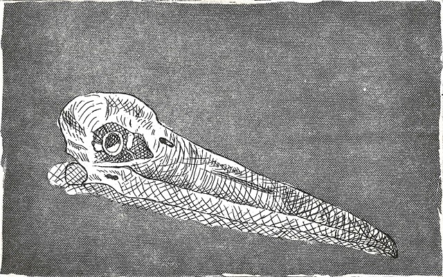 Wood stork Scull