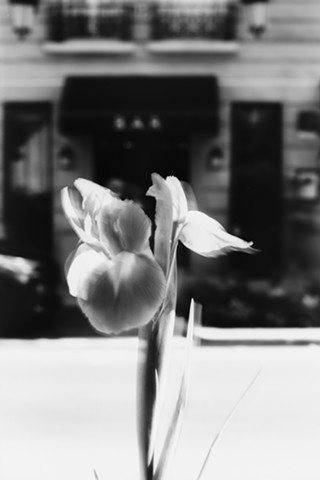 An Iris in Montparnasse