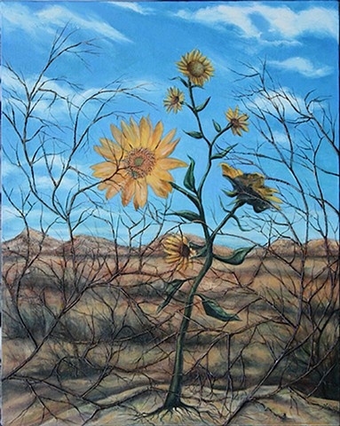 Desert Helianthus