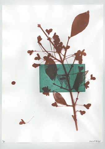 The Bevy of Euonymus Alatus