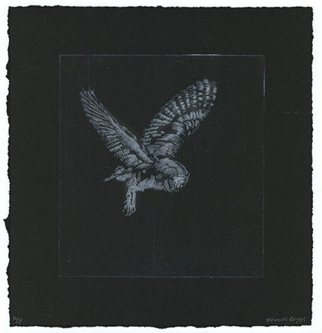 Owl on Black