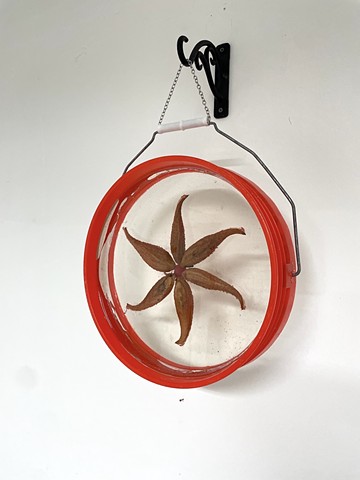 Starfish