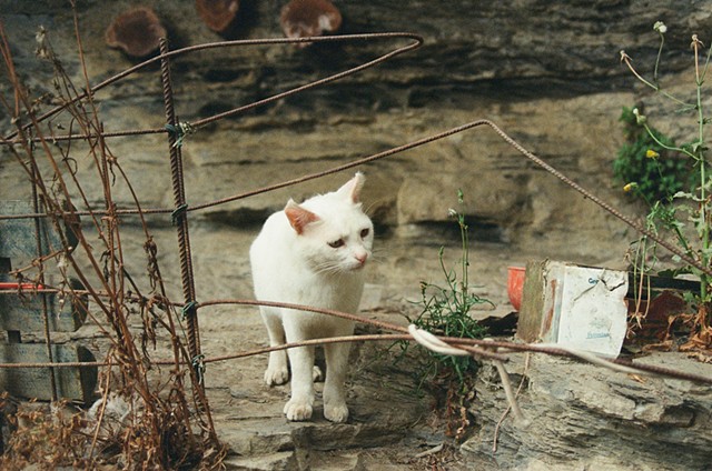 Cinque Terre Cat