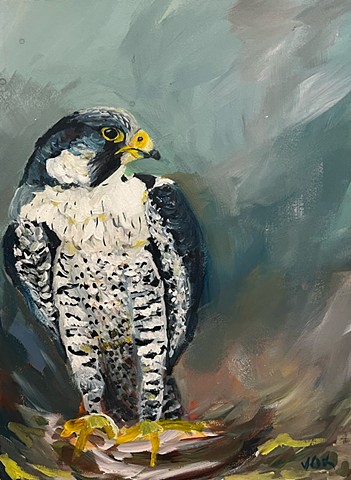 Peregrine Falcon
