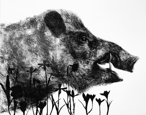 Boar 