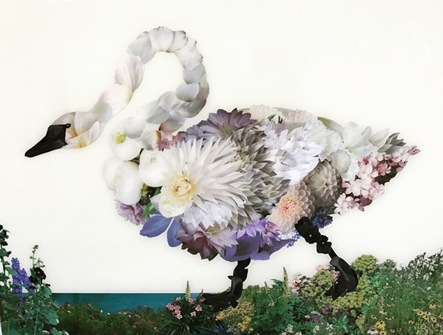 Trumpeter Swan, after Audubon