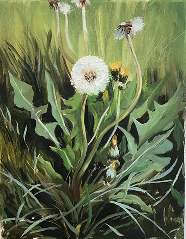 Dandelions