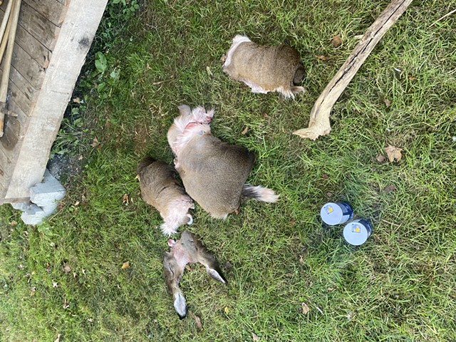 Salted and rolled hides