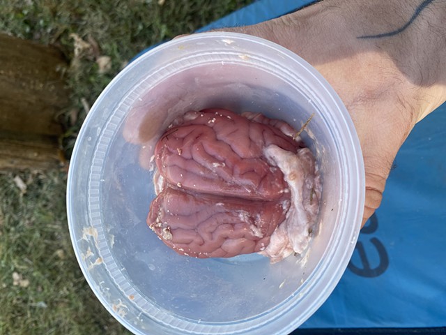 Brain (doe) for buckskin