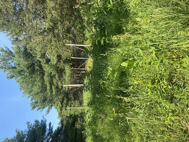 Deer Fencing at Hortus Arboretum (North Woods)