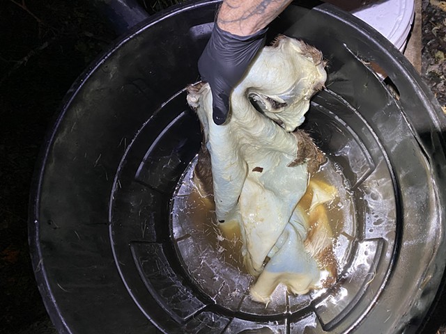 Hide (doe) in lye solution