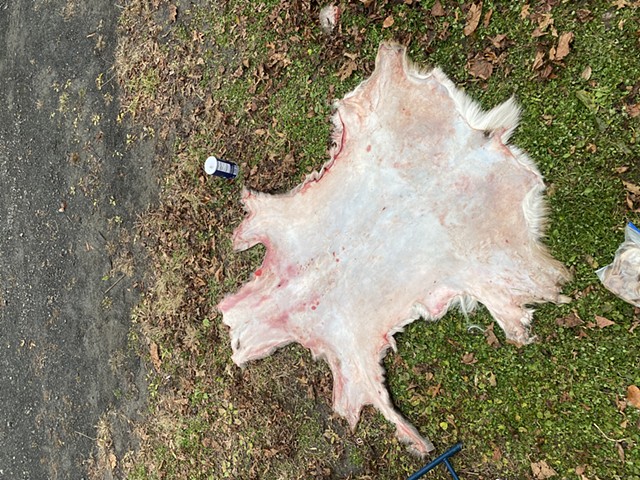 Fleshed and salted hide (buck)
