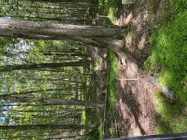 Deer Fencing at Hortus Arboretum (North Woods)
