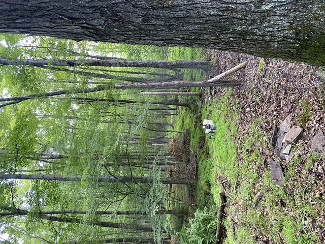 Deer Fencing at Hortus Arboretum (North Woods)
