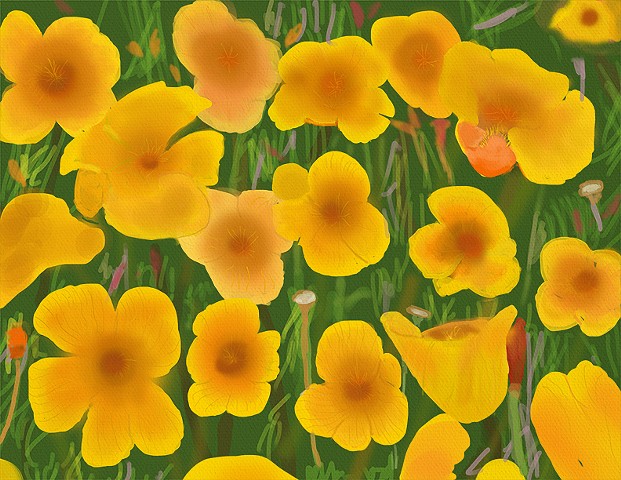 California Poppies