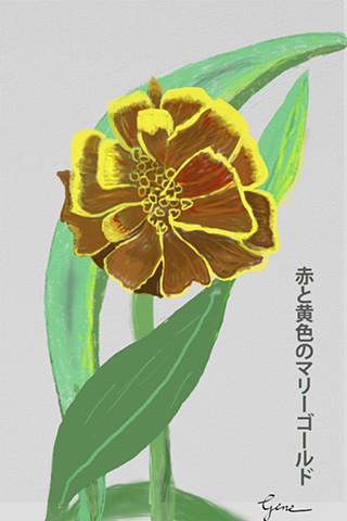 Marigold Kanji