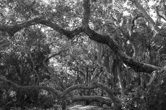 Live Oaks 4