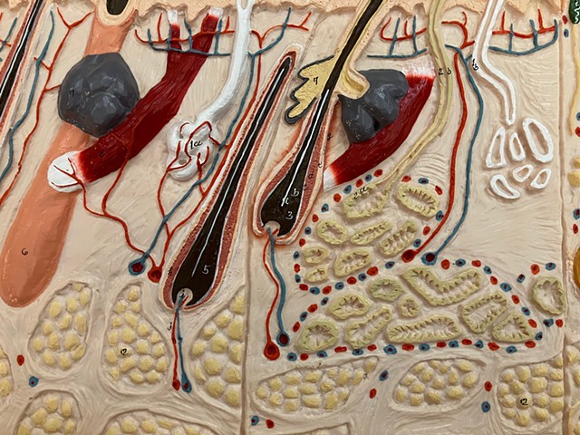 Artist's Residency at the Museum of Surgical Science
