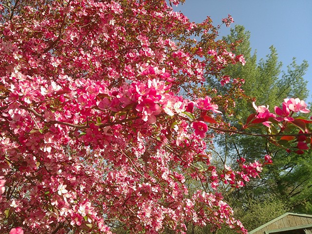 Mystic Magnolia