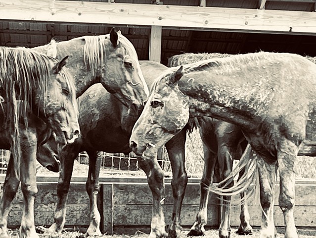 Staying Together Sheldon Stallions
