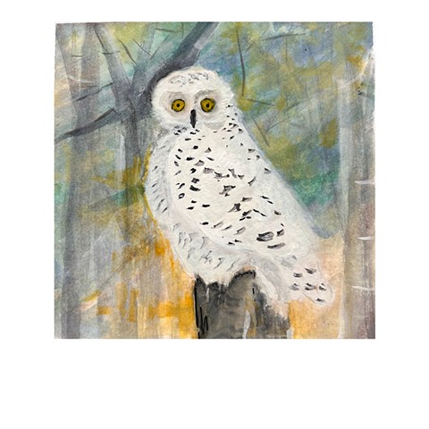 Snowy Owl