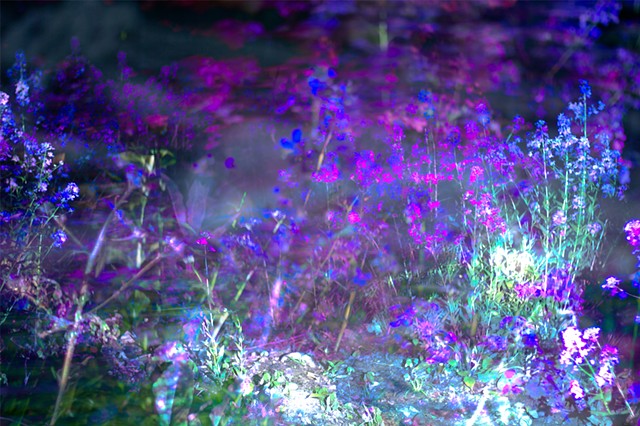 Violets of Norfolk, CT. II
