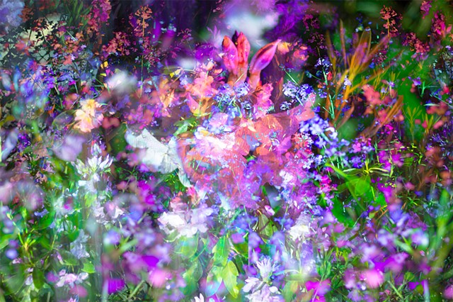 Violets of Norfolk, CT. IV