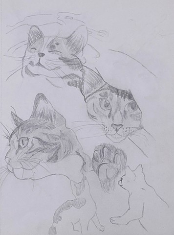 Study On Cats