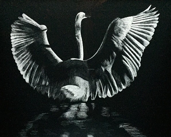The Swan