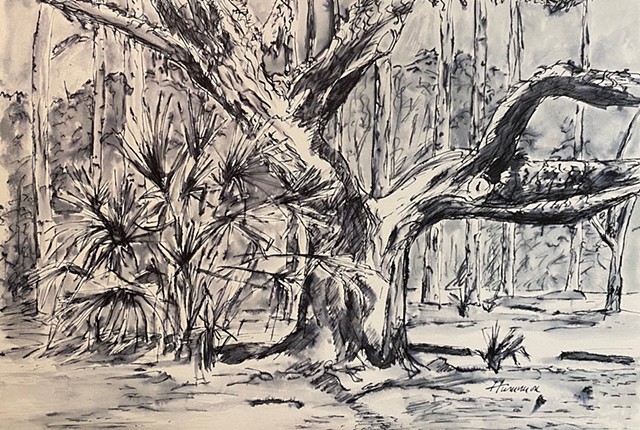 Live Oak, Chesnut Park, Palm Harbor, Florida