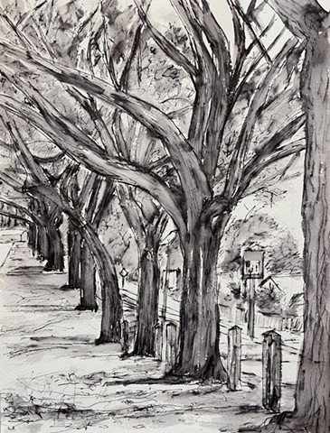 Dunedin Trees