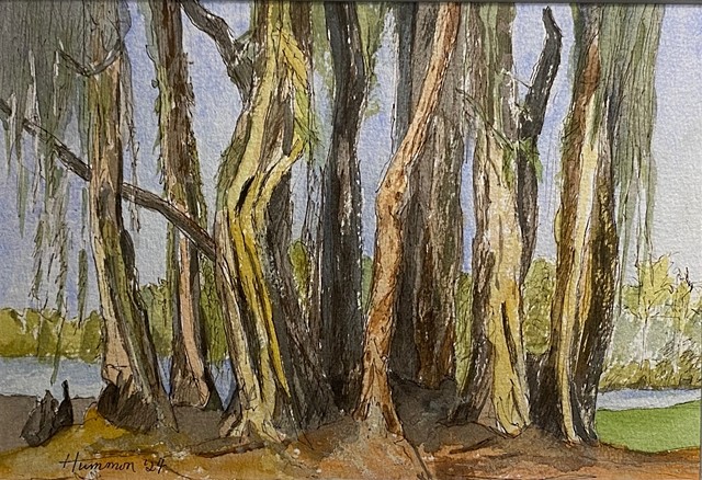 Punk Trees, Palm Harbor, Florida