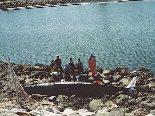 on the day we saw the dead whale