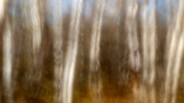 Trees XXVII