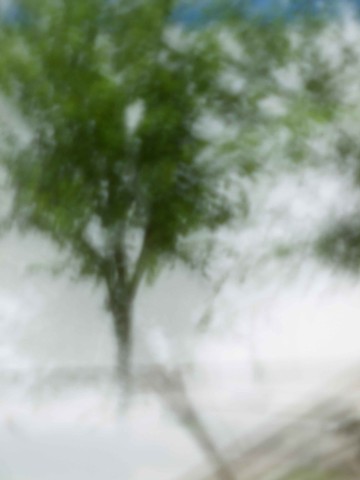 trees