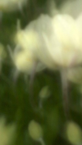 Anenome XIV