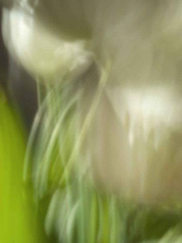 Tulips IV