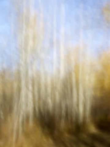 Trees XXX