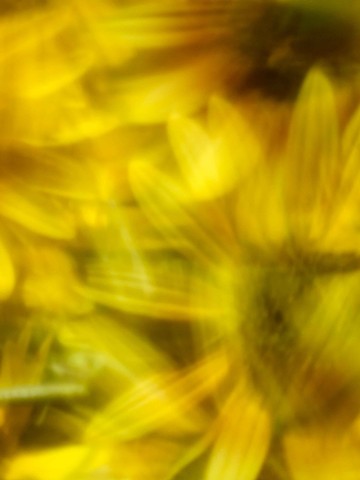 Sunflowers XX