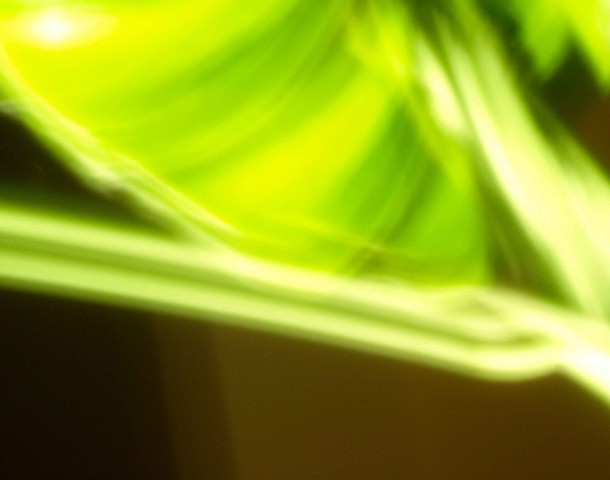 Monstera III