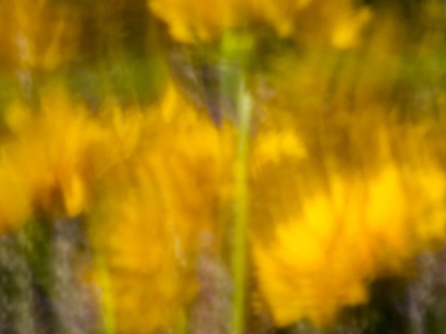 Coreopsis VII
