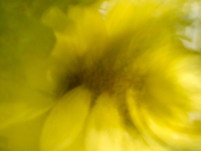 Sunflowers XIX