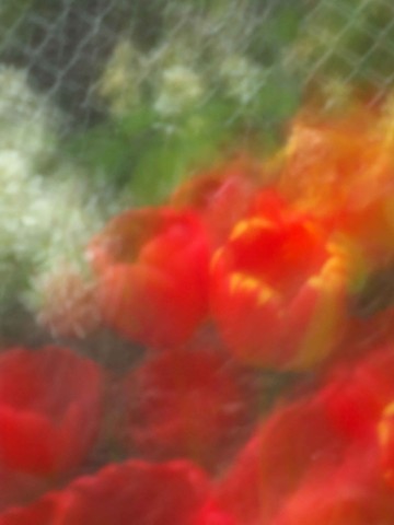 Tulips XI