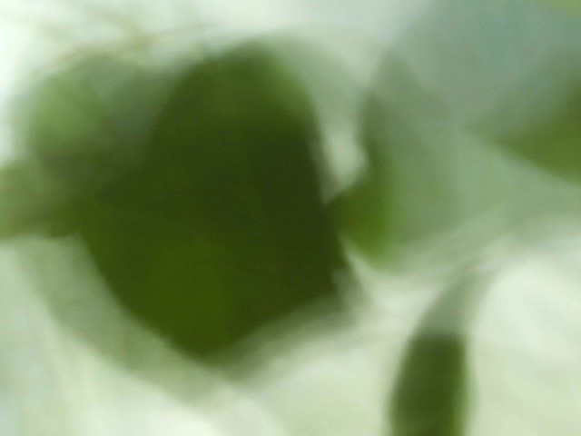 Salal II