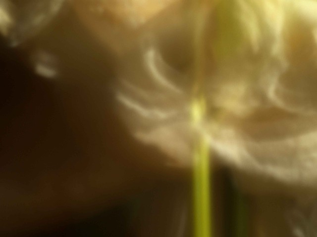 Peony I
