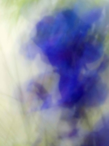 Delphinium I