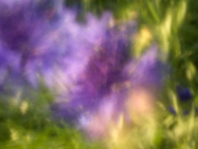 Cornflower III